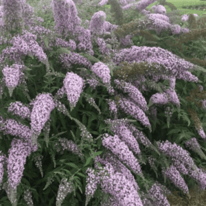 Clusters of purple flowers blooming on green leafy branches.